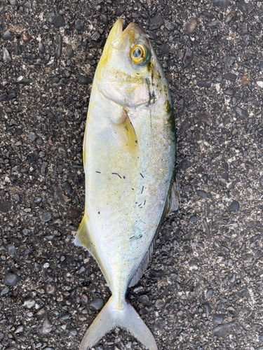 ショゴの釣果