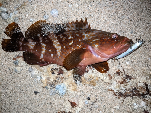 キジハタの釣果