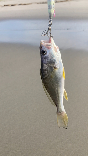 ニベの釣果