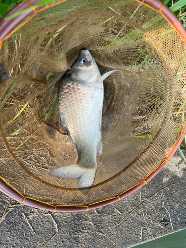 ヘラブナの釣果