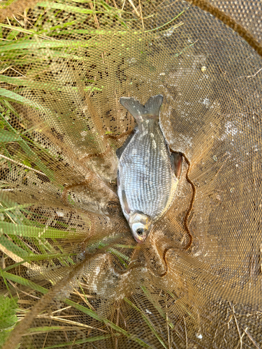 釣果