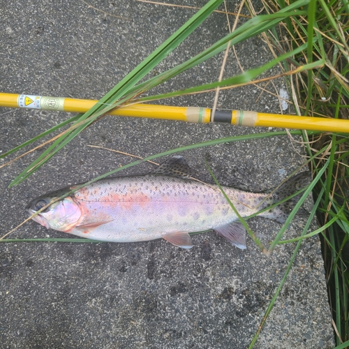 ニジマスの釣果