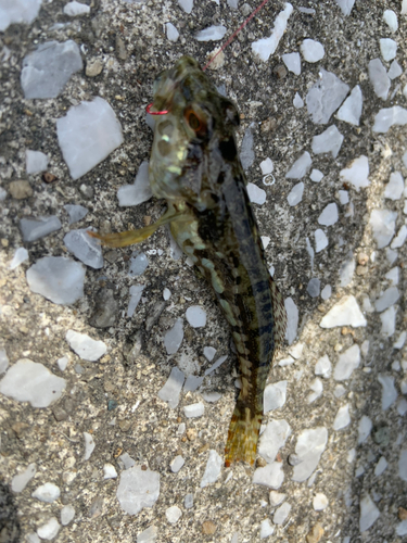 アナハゼの釣果