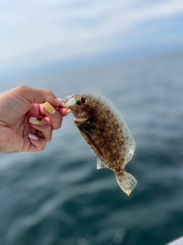 ヒラメの釣果