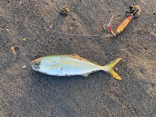 ワカシの釣果