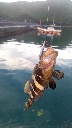 アオハタの釣果