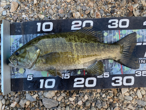 スモールマウスバスの釣果