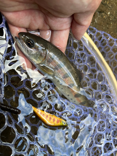 ヤマメの釣果