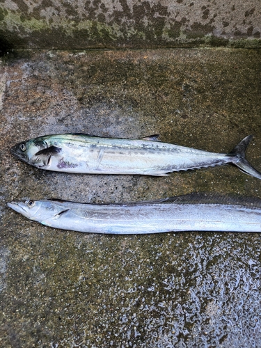 サゴシの釣果