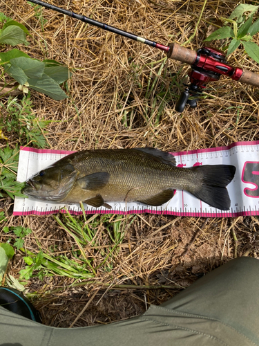 スモールマウスバスの釣果