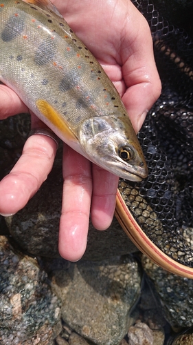 アマゴの釣果