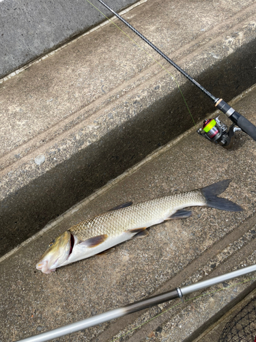 ニゴイの釣果