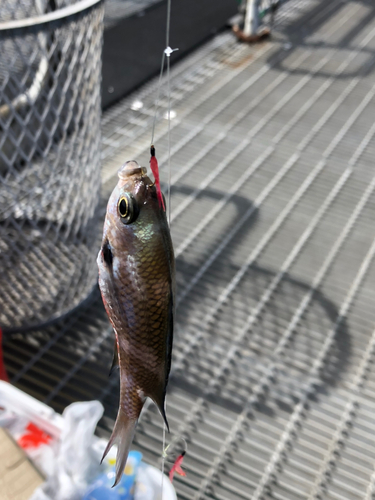 クロホシフエダイの釣果