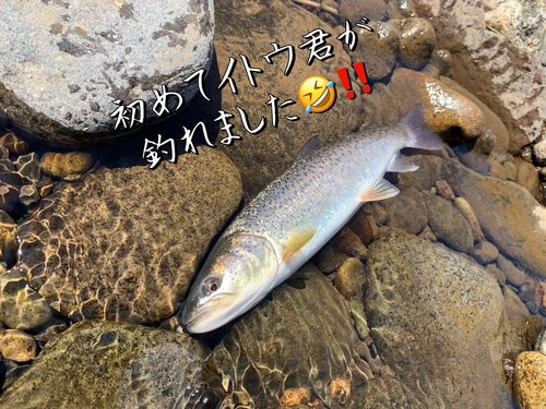 イトウの釣果