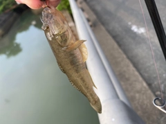 マハゼの釣果