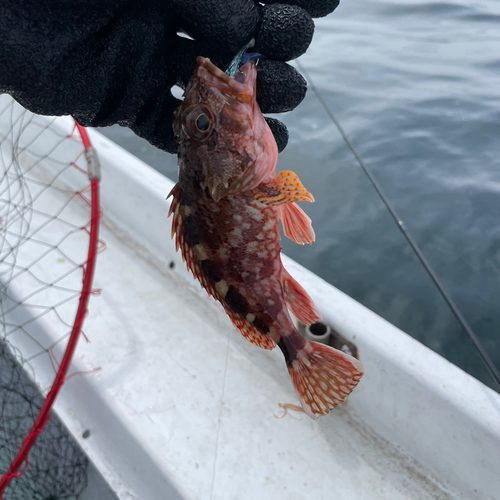 カサゴの釣果