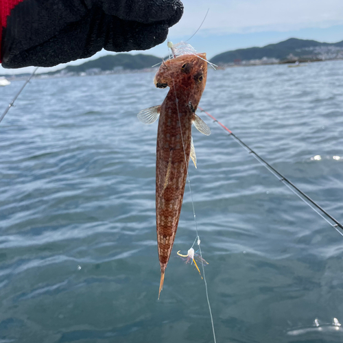 ホシノエソの釣果