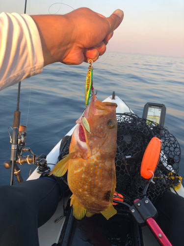 アコウの釣果