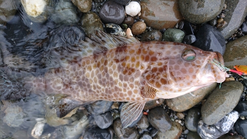 オオモンハタの釣果