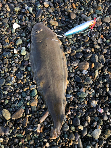 シタビラメの釣果