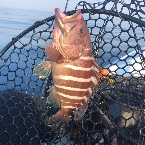 マハタの釣果