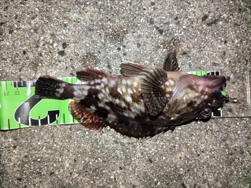 タケノコメバルの釣果