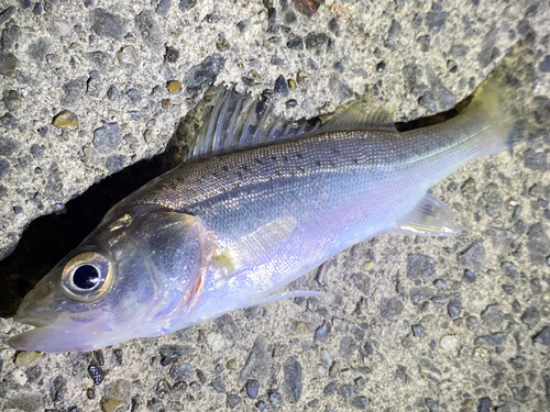 セイゴ（マルスズキ）の釣果