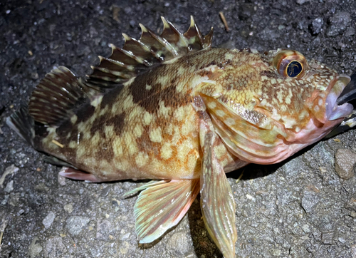 カサゴの釣果