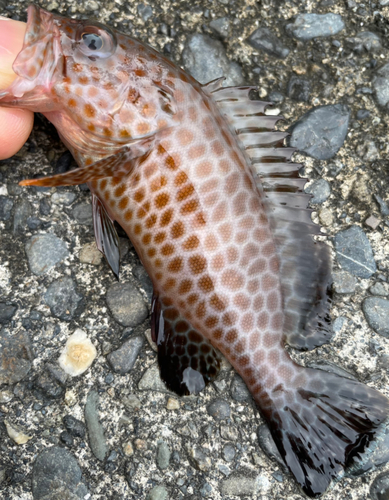 オオモンハタの釣果