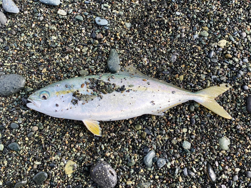 ワカシの釣果