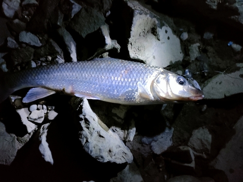 コイの釣果