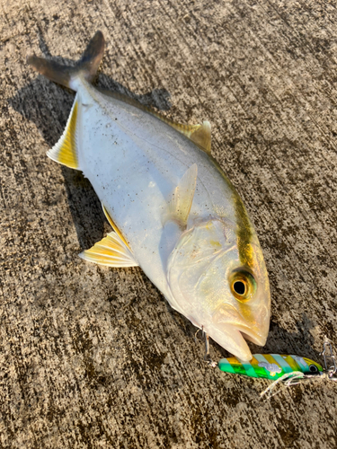 ショゴの釣果