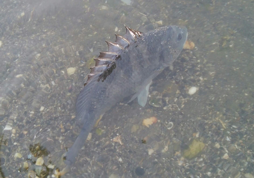 キビレの釣果