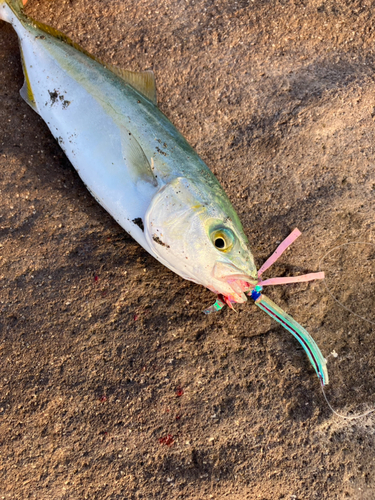 ワカシの釣果