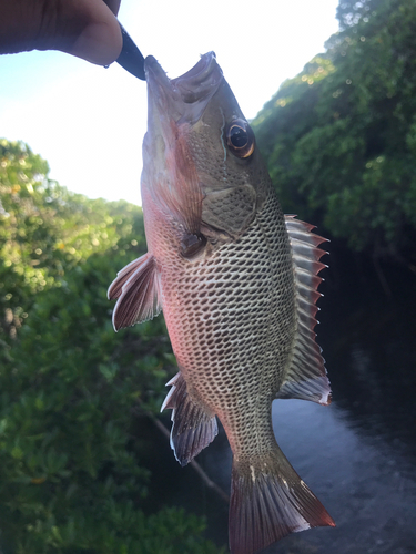 マングローブジャックの釣果