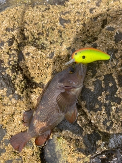 エゾメバルの釣果