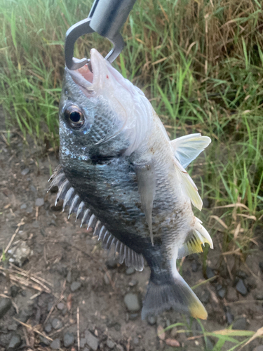 キチヌの釣果