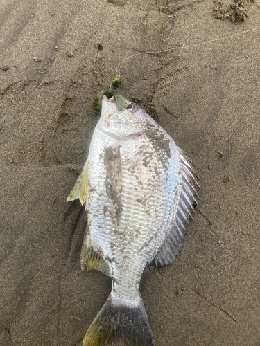 キチヌの釣果