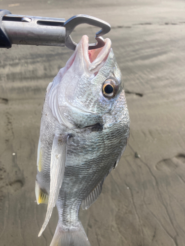 キチヌの釣果