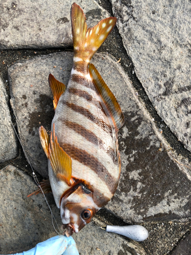 タカノハダイの釣果