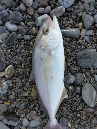 ショゴの釣果