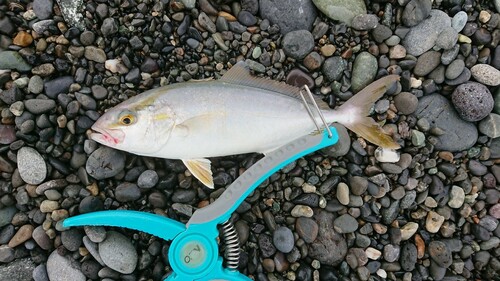 ショゴの釣果