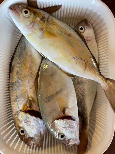 ショゴの釣果