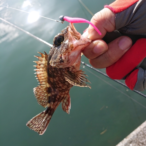 アラカブの釣果