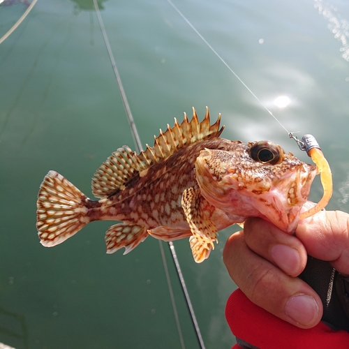 アラカブの釣果