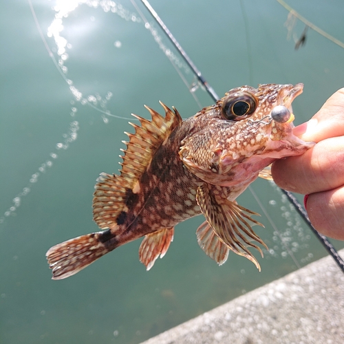 アラカブの釣果