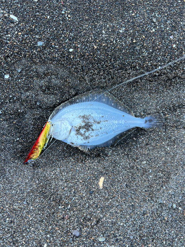 カレイの釣果