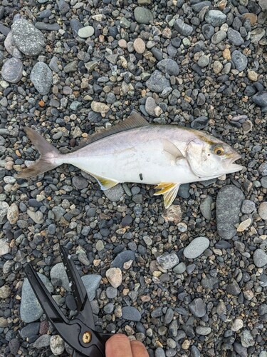 ショゴの釣果