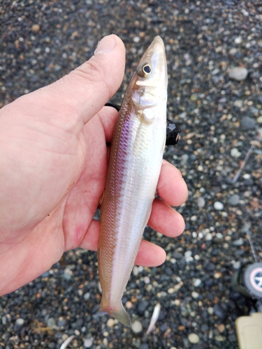 キスの釣果