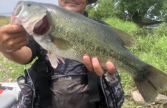 ブラックバスの釣果